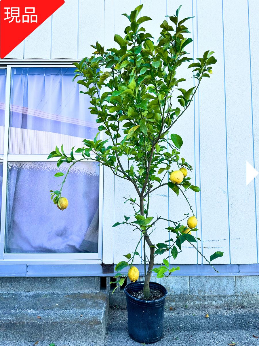 楽天市場】【スーパーセール10%OFF】【現品発送】【9/21実付き】レモン