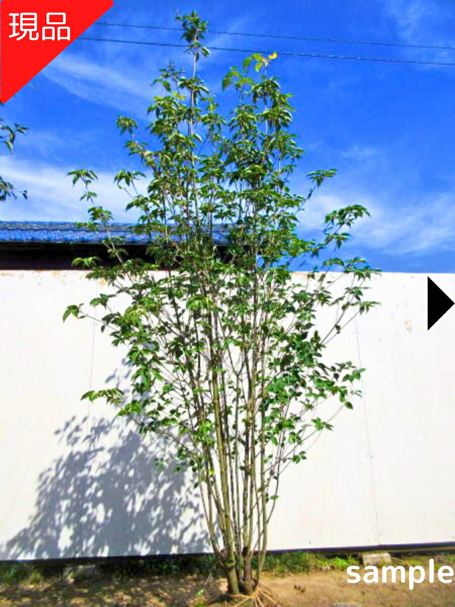 楽天市場】常緑ヤマボウシ/ホンコンエンシス月光 単木 樹高1.8m前後