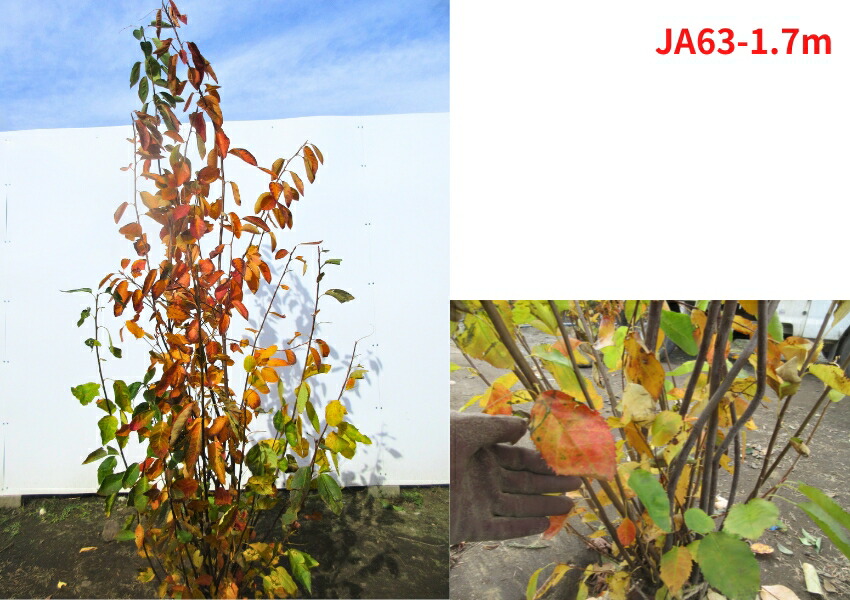 楽天市場】【現品発送】ジューンベリー 株立ち 樹高1.5m-1.9m(鉢底から