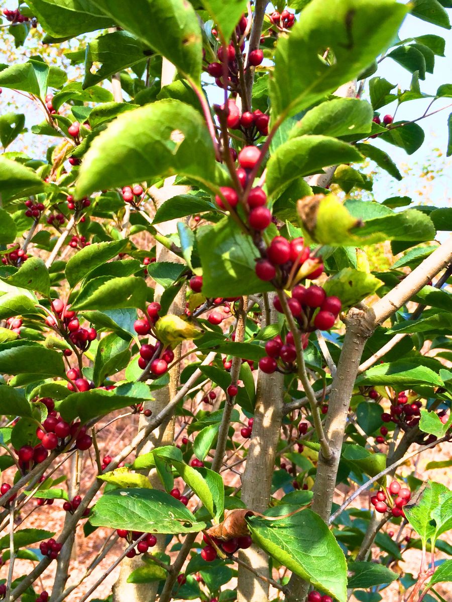 楽天市場】【現品発送】アオハダ 本株立ち 樹高1.9-2.2m(根鉢含まず