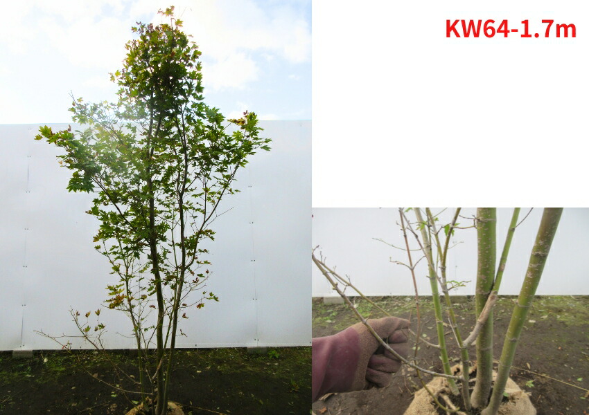 楽天市場】【現品発送】コハウチワカエデ 株立ち 樹高1.5-1.7m(根鉢