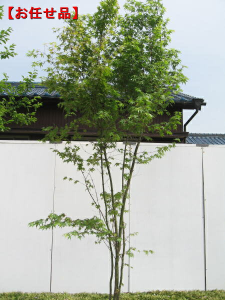 楽天市場】【スーパーセール10%OFF】イロハモミジ 本株立ち 樹高2.5m