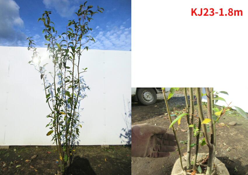 楽天市場】【現品発送】クロモジ 株立ち 樹高1.7m-2.0m(根鉢含まず