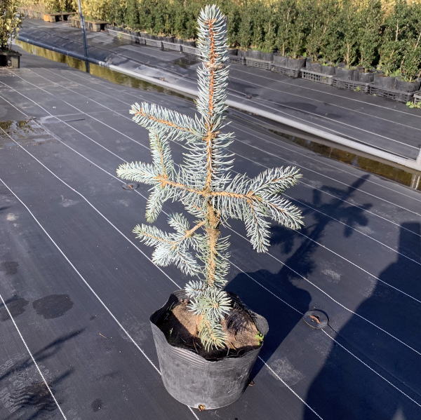 楽天市場】【お任せ品】もみの木の王様プンゲンストウヒ ホプシー(つぎ