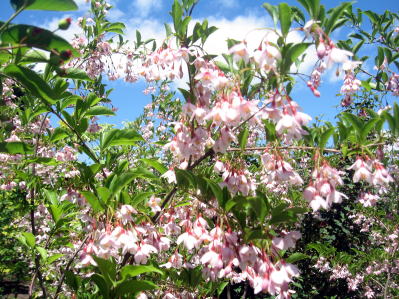 楽天市場】【現品発送】アカバナエゴノキ(ピンクチャイム) 紅花