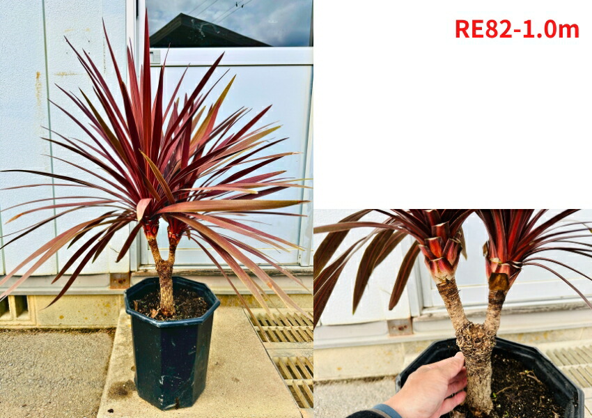 楽天市場】【現品発送】コルジリネ(コルディリネ) レッドスター10号