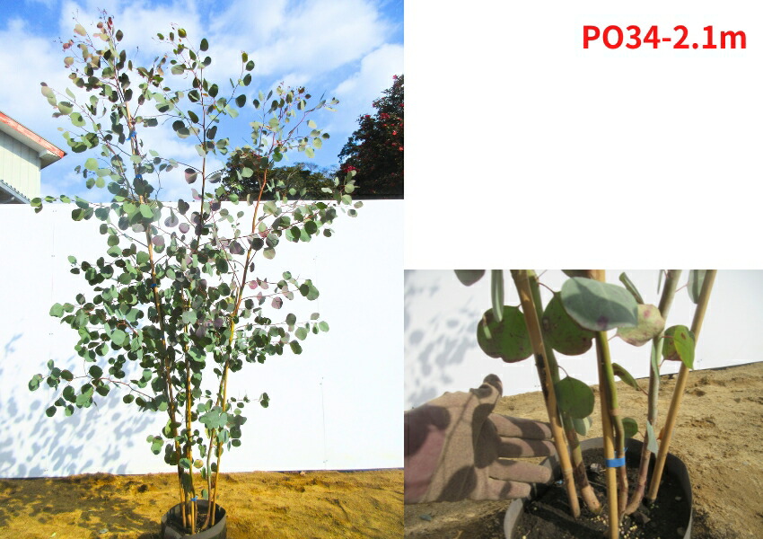 楽天市場】【現品発送】ユーカリ ポポラス 株立ち 樹高2.0-2.3m(根鉢