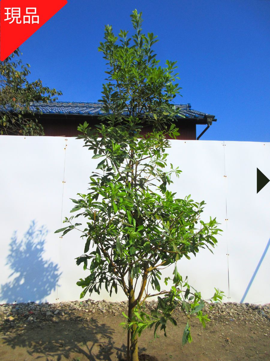 楽天市場】【現品発送】ヤマモモ 秀峰(シュウホウ) 樹高1.8-2.2m(根鉢