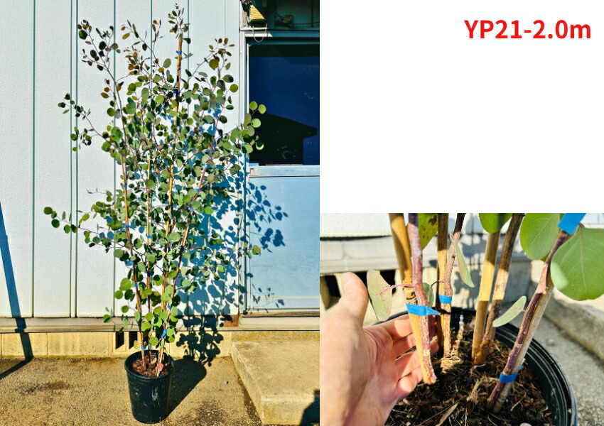 楽天市場】【現品発送】ユーカリ(ポポラス) 8号 樹高1.8-2.3m(鉢底から