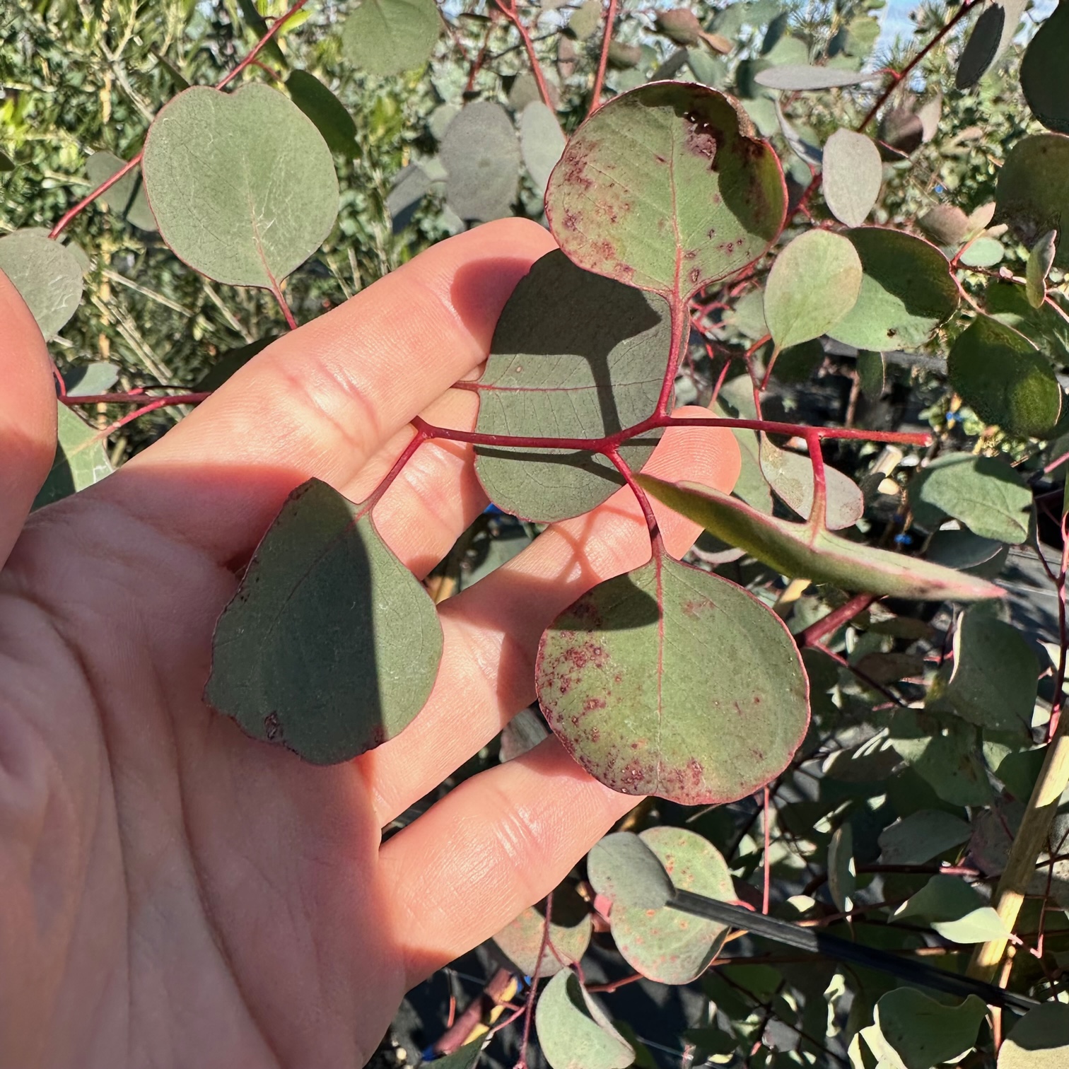 楽天市場】ユーカリ(ポポラス) 7号 株立ち 丸葉ユーカリ 鉢カバー