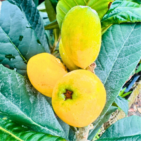 楽天市場】大実 ビワの木 クイーン長崎 7号 鉢カバー 樹高0.8m前後(鉢