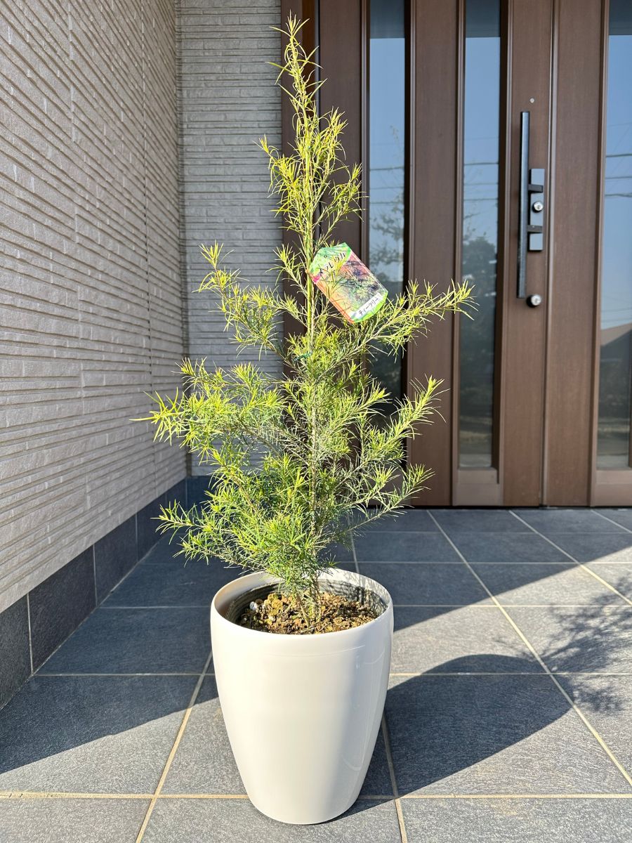 楽天市場】ティーツリー メディカルティーツリー 7号(21cm)樹高0.8m