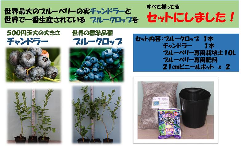 楽天市場】チャンドラー＆ブルークロップ世界最大ハイブッシュ