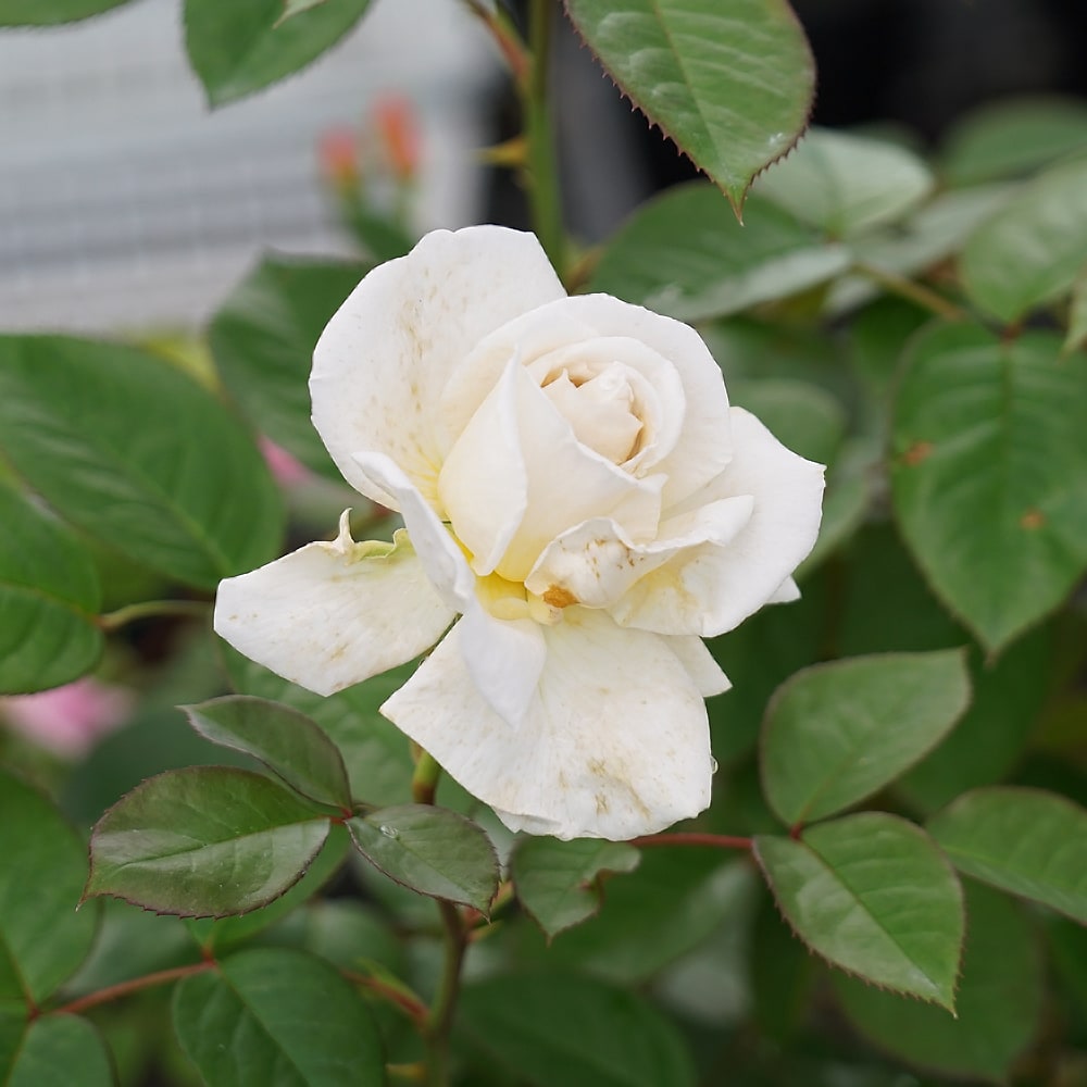 楽天市場】四季咲きバラ苗 【クレムドゥメイアン】 2年生大苗 6号