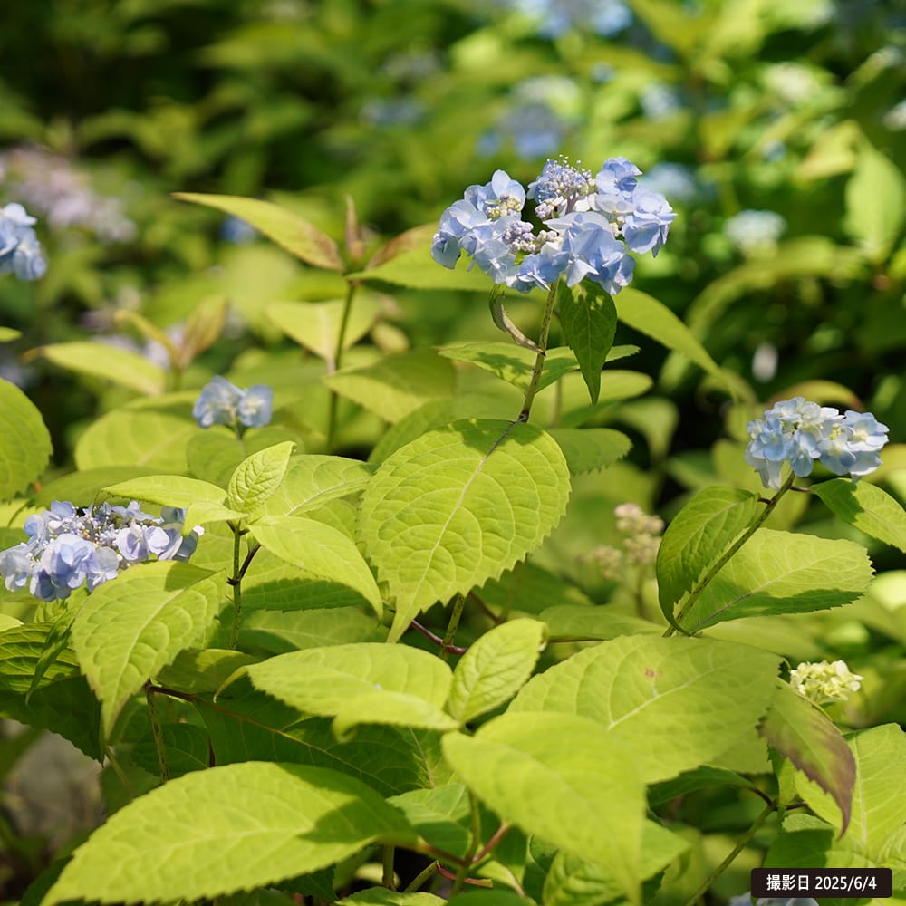楽天市場】紫陽花 ヤマアジサイ 【八重咲甘茶 （やえざきあまちゃ