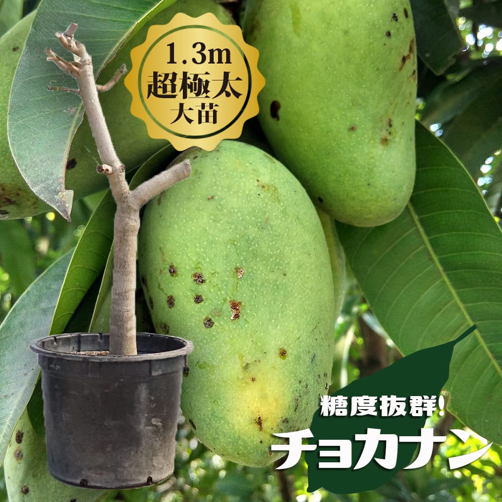 楽天市場】【鹿児島県 指宿産 リリーマンゴー 苗木1本 3〜4年生 6号