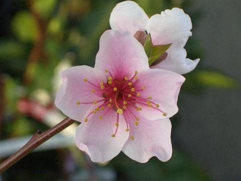 楽天市場】桃 苗木 【黄金桃】 黄桃 2年生接木苗 7号ロングスリット