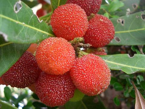 楽天市場】ヤマモモ 【森口 （メス）】 1年生接木苗 単品 or 受粉樹