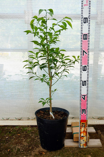 楽天市場】みかん 苗木 【デコポン 不知火】 3年生接木大苗 【産地で