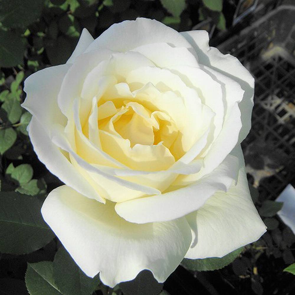 秦森康屯 白バラ 秦森康屯 白バラ 5/18 バラ | 藤沢市長久保公園 都市