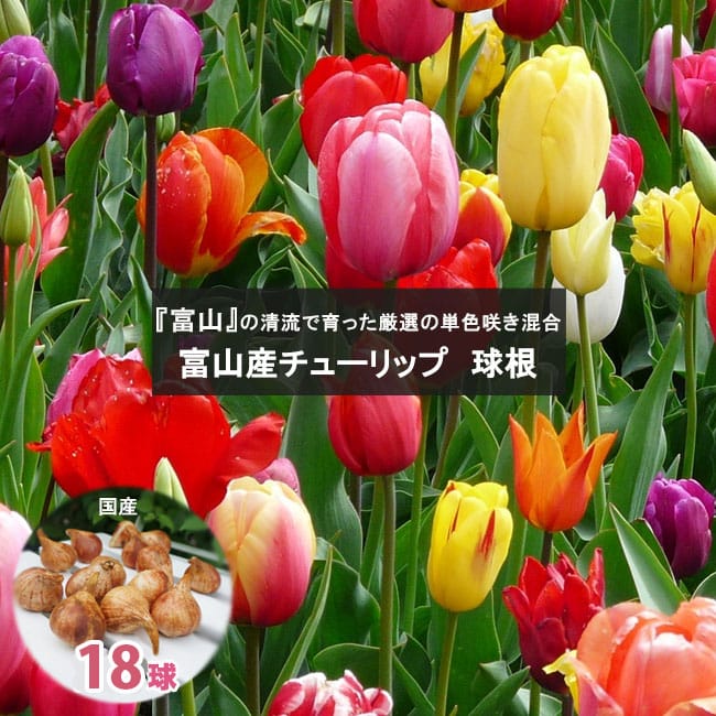 楽天市場】富山産チューリップ 単色咲き 混合 球根 （18球入り