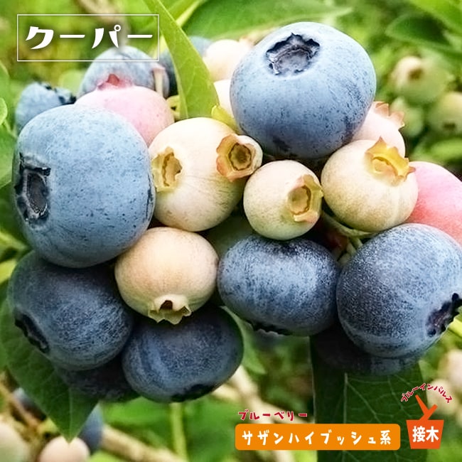 楽天市場】【クーパー】 サザンハイブッシュ系 2年生接木苗