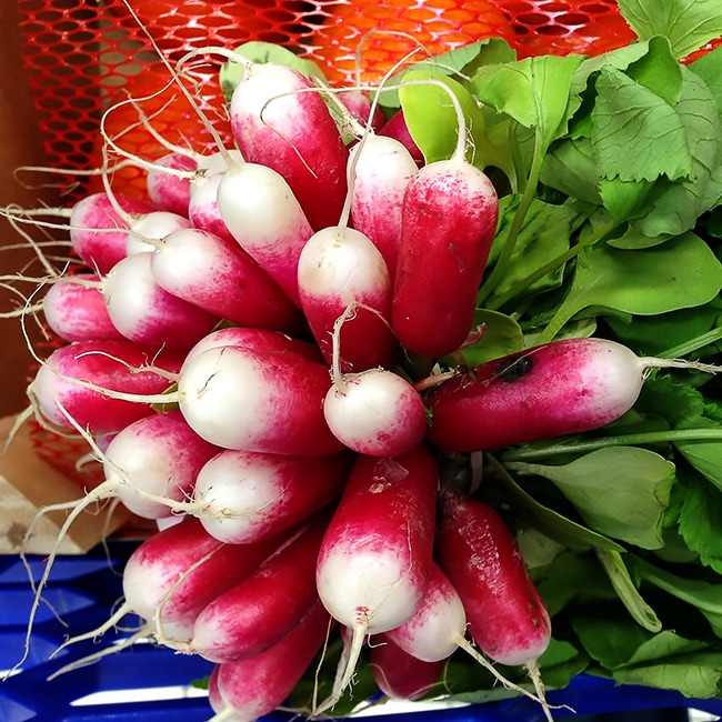 楽天市場】【有機種子】 ラディッシュ/二十日大根（紅白セミロング