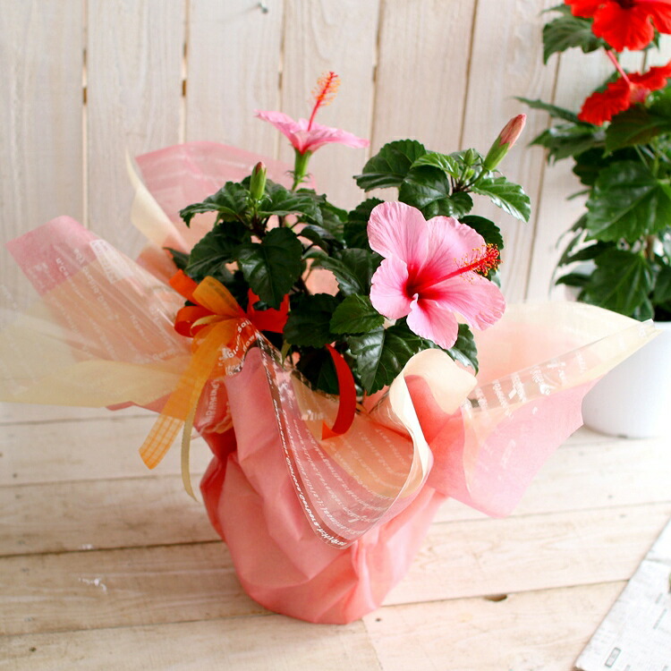 楽天市場】ハイビスカス 鉢植え[パラダイス] (5号鉢・高さ約50cm前後