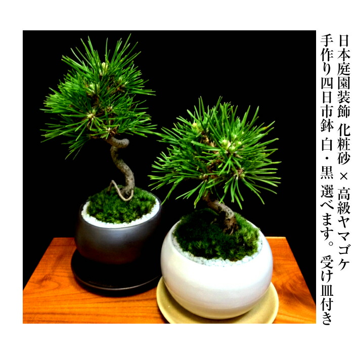 楽天市場】盆栽 黒松 道具 セット 樹形美 樹齢5年 捻転幹 Wプレゼント
