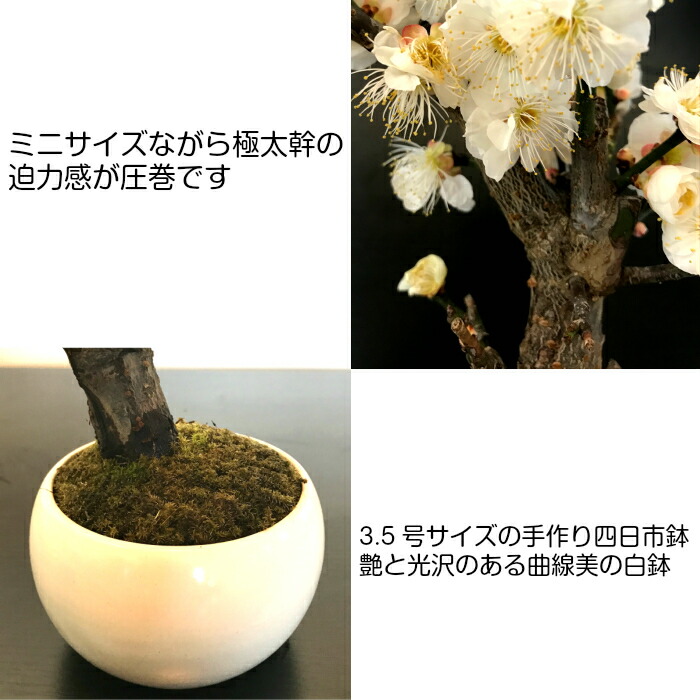 楽天市場】梅 盆栽 Sランク 玉牡丹 楽天1位 80個以上の蕾 大輪花 白梅