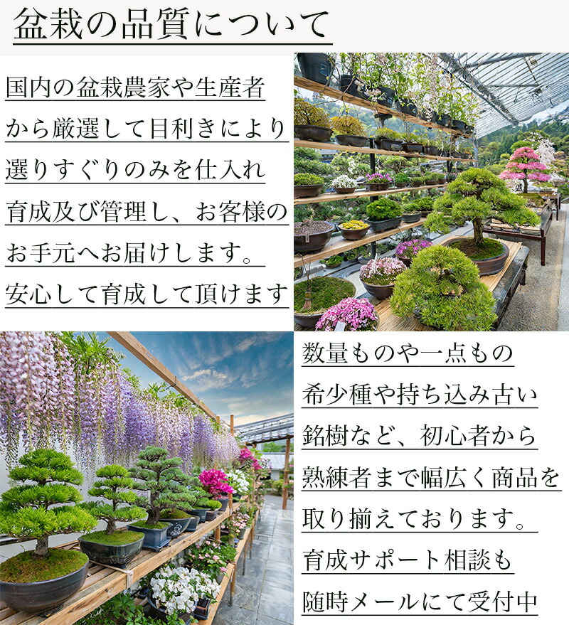 楽天市場】盆栽 桜 旭山桜 八重桜 二本立ち 日本庭園 選べる鉢色 樹齢6