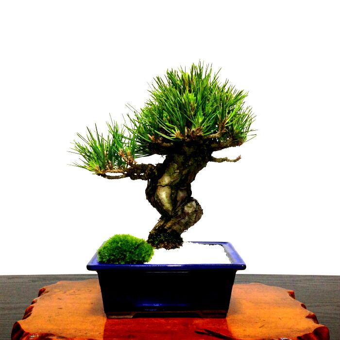楽天市場】盆栽 松《別格》樹形美 樹齢20年 極太捻転幹 黒松『瑞宝