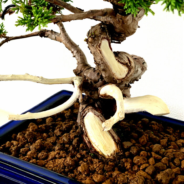 楽天市場】盆栽 真柏 樹齢25年 高級 一点物 糸魚川真柏【最高峰品質