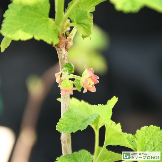 楽天市場】[楽天市場店限定価格] ◇グリGO!ガーデニング応援祭