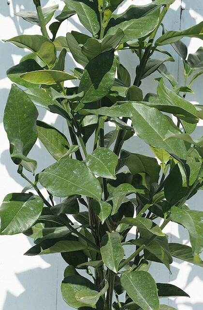 楽天市場】ゆず 苗 【獅子柚子 （シシユズ）】 3年生 接ぎ木 約1.0m