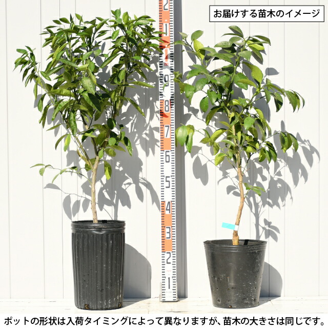 楽天市場】◇送料無料◇ みかん 苗木 【麗紅 （れいこう） ［登録品種