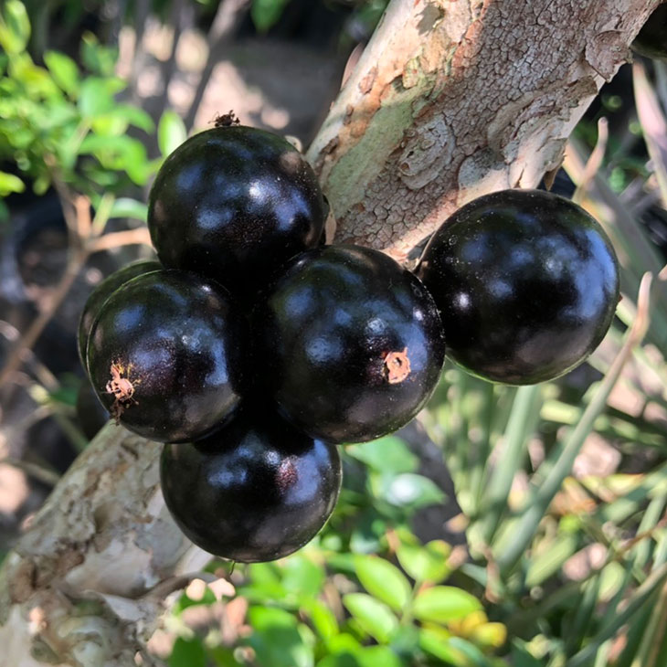 楽天市場】ジャボチカバ 苗 【四季成り 大実 ジャボチカバ】 ポット苗