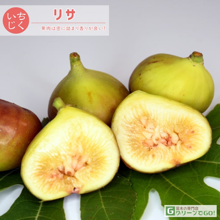 楽天市場】イチジク 苗 【リサ】 1年生 挿し木 ポット苗 無花果 苗
