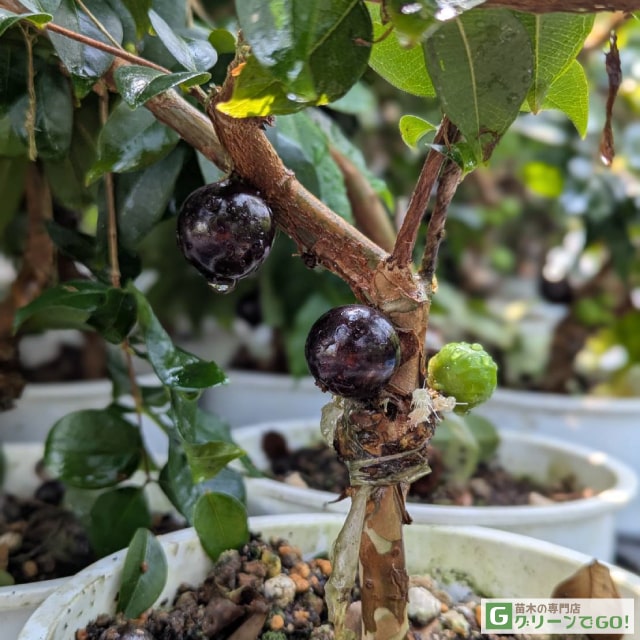 楽天市場】ジャボチカバ 苗 【大葉 四季成り性 ジャボチカバ】 3年生