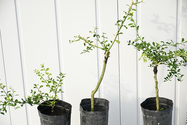 楽天市場】フィンガー ライム 苗 【フィンガーライム ジャリレッド】 1