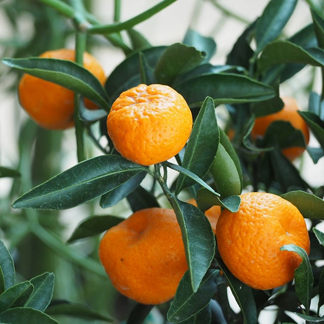 楽天市場】苗木 無核紀州ミカンの通販