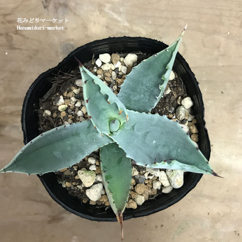 楽天市場】アガベ テマカプリネンシス 3号ポット実生苗多肉植物 ドライ