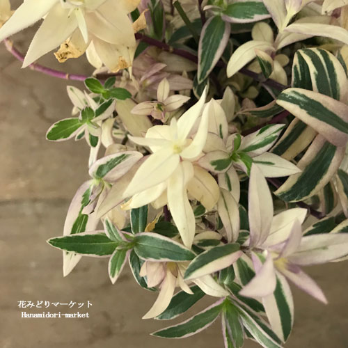 楽天市場】【単品 / 3個セット】 宿根フロックス モントローザトリ