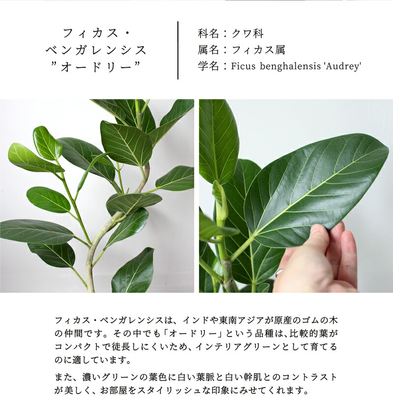 楽天市場】【エッグポット：ブラック】フィカス・ベンガレンシス