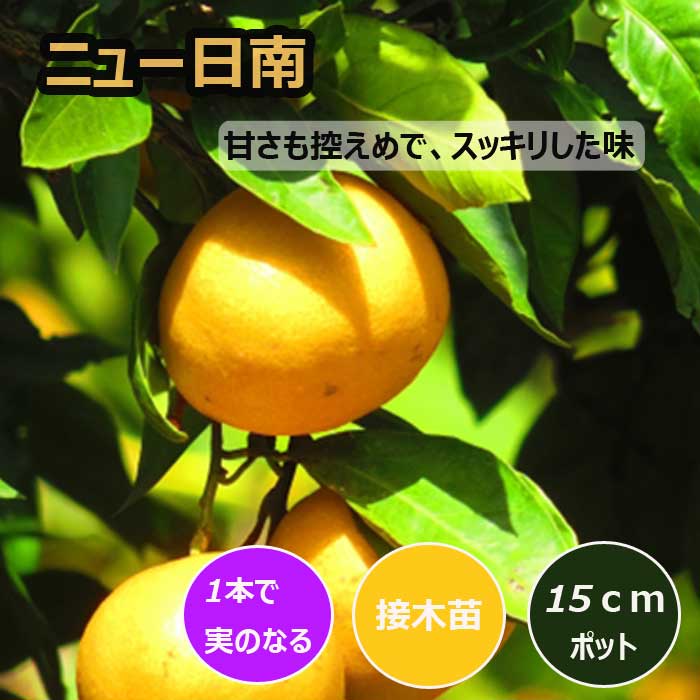 楽天市場】みかん 苗木 ニュー日南 15cmポット 接木 苗 登録品種