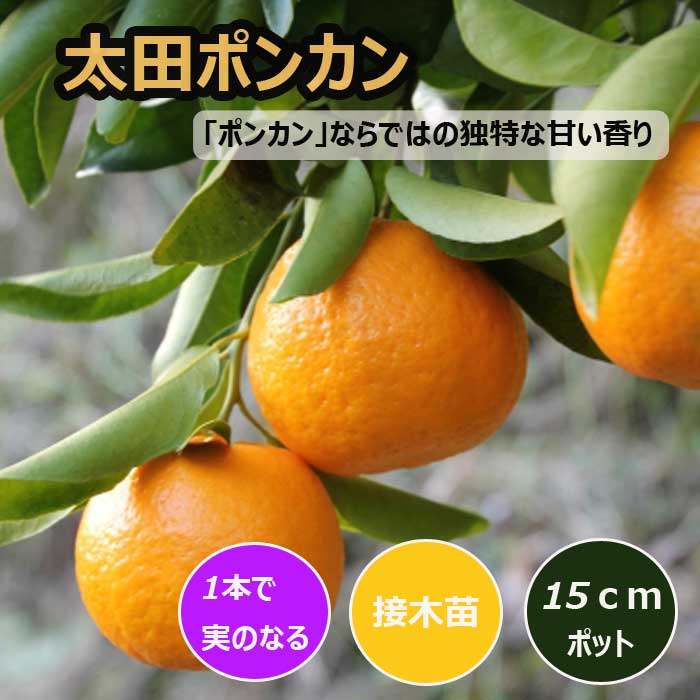 ポンカン 苗」の人気商品一覧 | 安い商品を通販サイトから探す - 価格.com