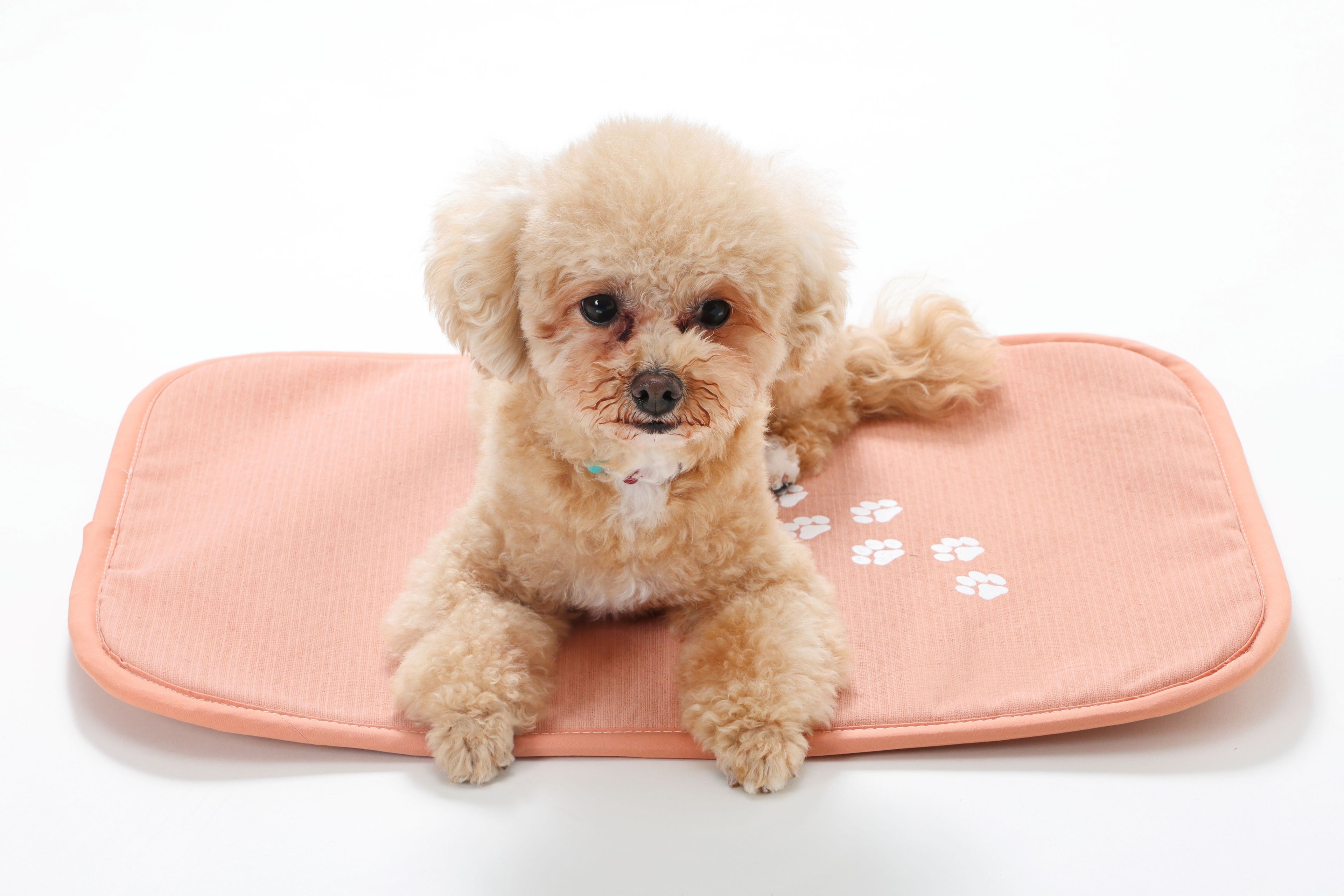 楽天市場】わんにゃんホルミシスマット ラジウム 玉川温泉 ラドン 遠