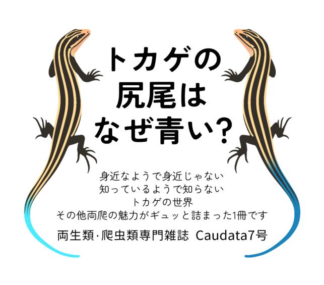 楽天市場】第7号 両生類・爬虫類専門雑誌 Caudata（カウダータ） 特集