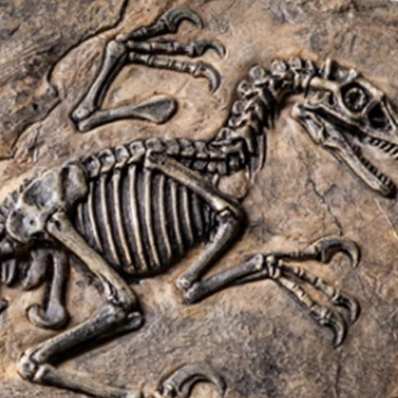 楽天市場】恐竜 化石 骨 インテリア アクアリウム オブジェ 化石標本