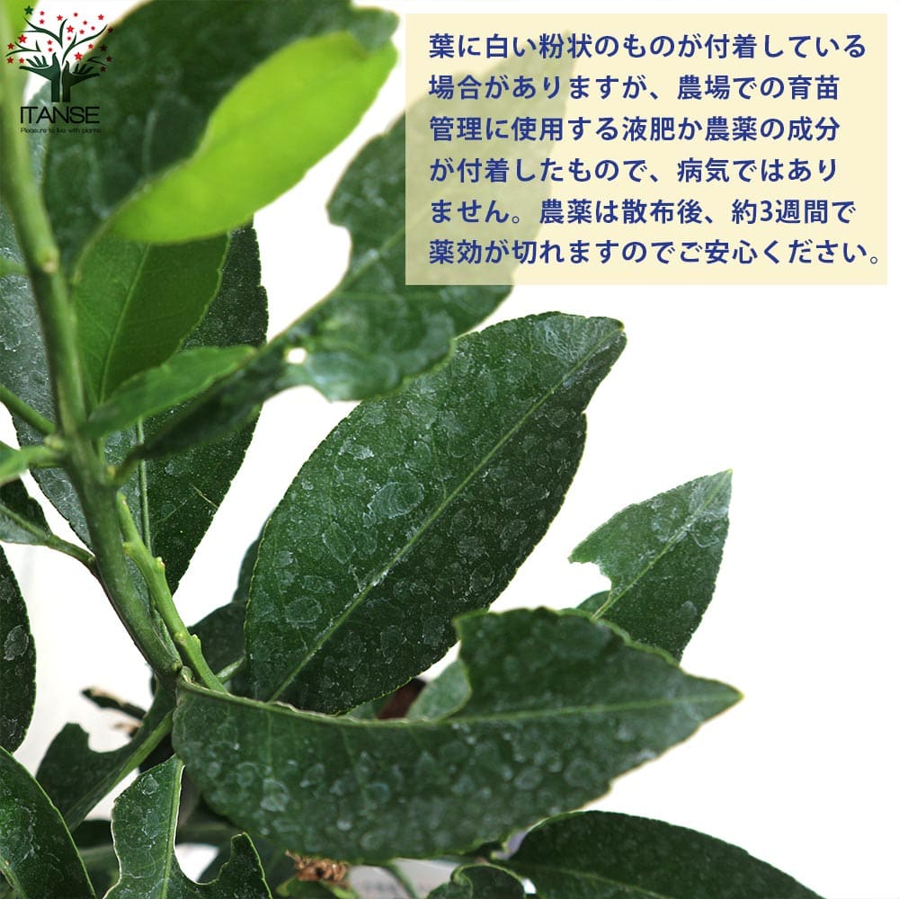 楽天市場】【送料無料】紀州種無し小みかん ( 品種：無核紀州 ) みかん